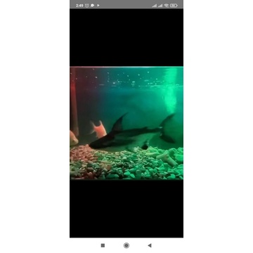 genghiskhan hiu air tawar