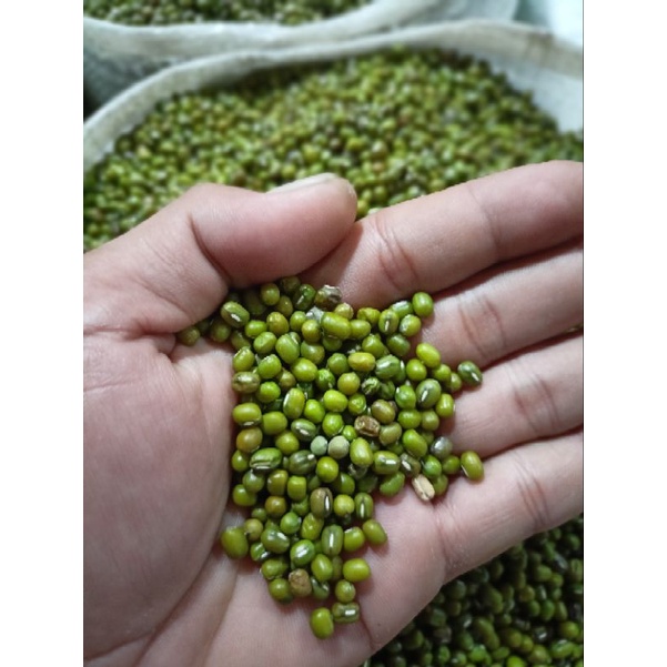 

kacang hijau dan kacang daging