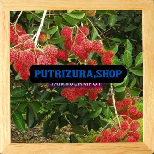 KWALITAS TERBAIK Bibit Tanaman Buah Rambutan Rapiah Okulasi Stek Cangkok Unggul VIRAL