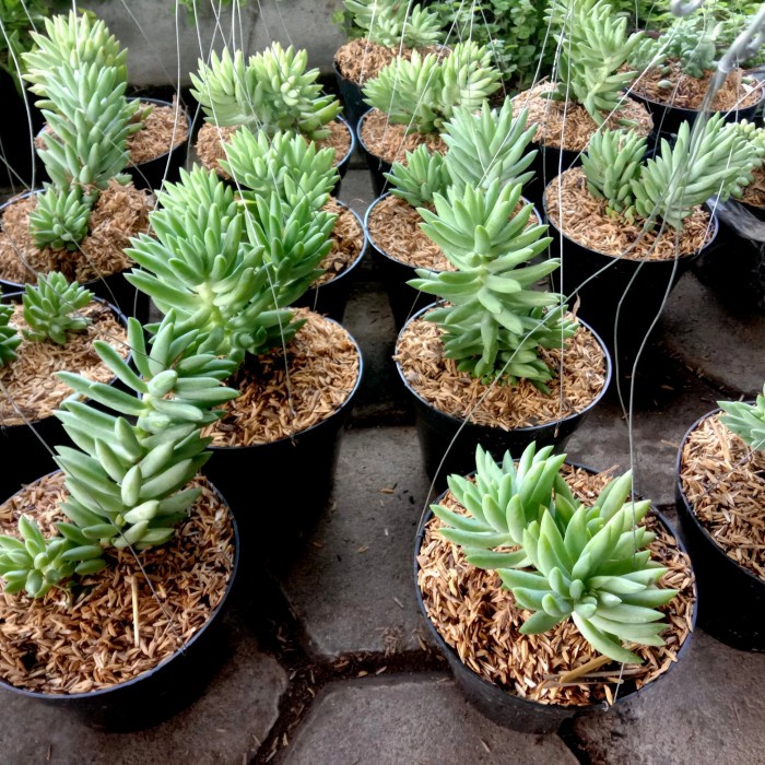 Tanaman Hias Gantung Air Mata Ibu Jenis Besar / Sukulen Kaktus Anggur EE44