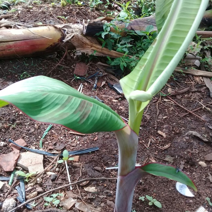 bibit pohon pisang tanduk EE33
