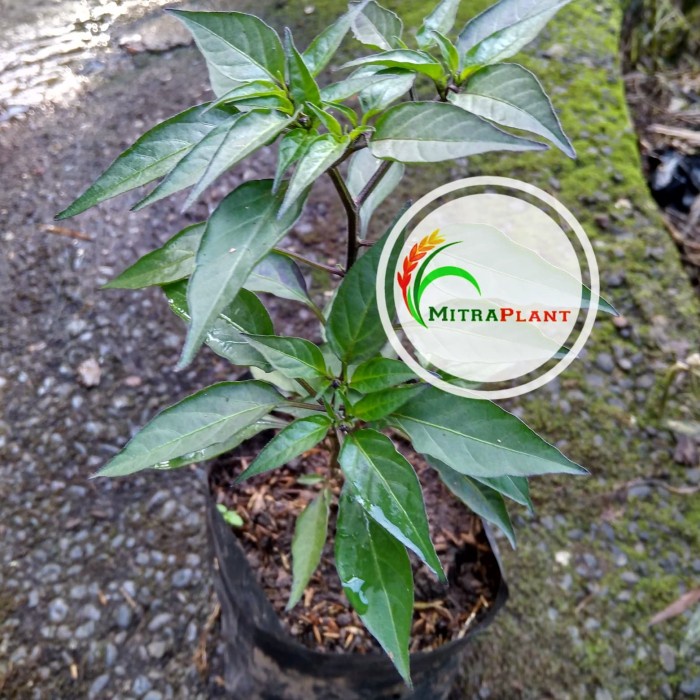 Bibit Pohon Cabai Rawit Ungu - Tanaman Hias Buah Cabe Hitam EE44