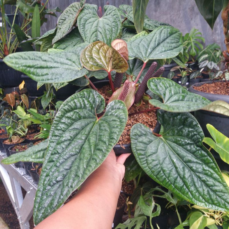 ANTHURIUM RADICANS / ANTHURIUM SIRIH