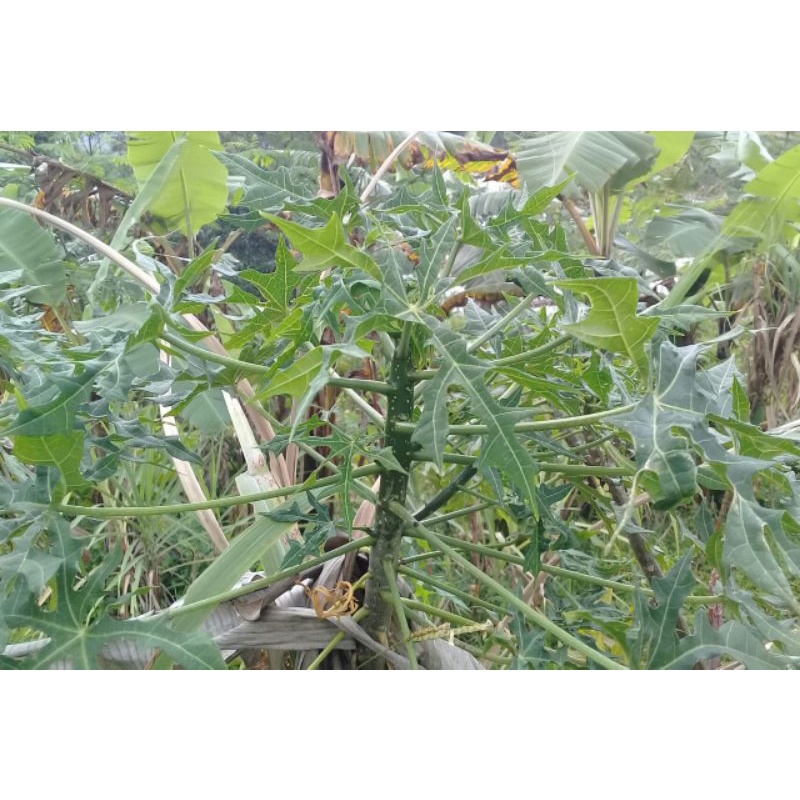 

Daun gedi/pepaya Jepang 250 gram