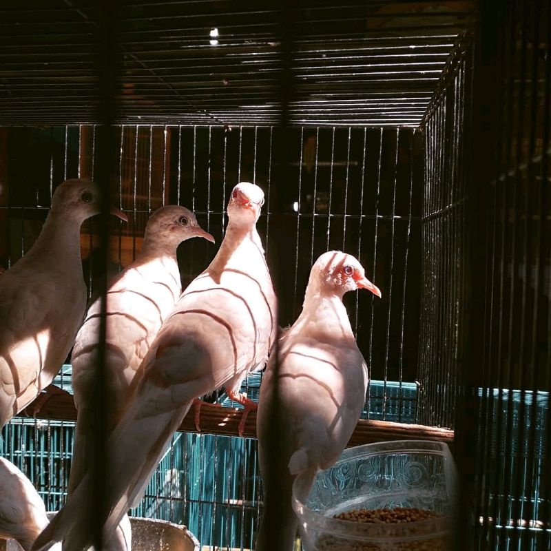 perkutut putih mata merah dewasa