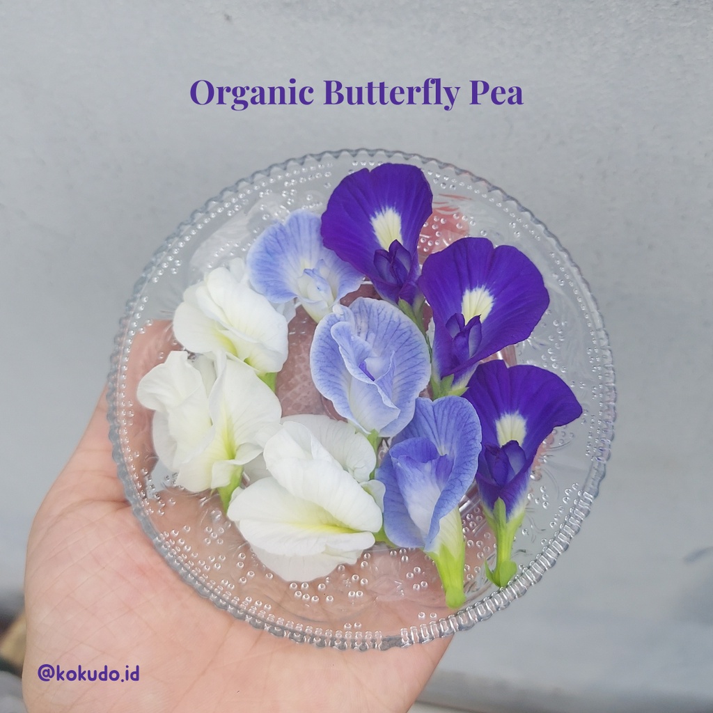 

Organic Butterfly Pea / Bunga Fresh Cut Edible Flower Segar