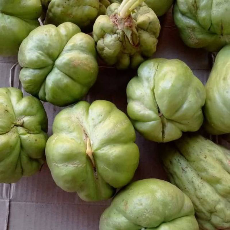 

Bibit labu siam 7 Biji
