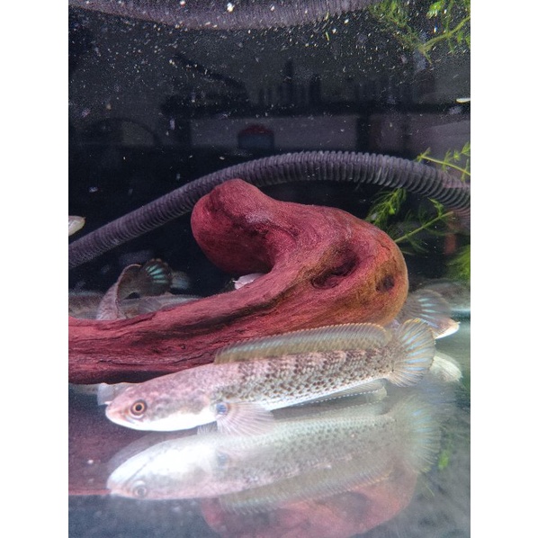 IKAN CHANNA STEWARTI KARBIALONG GRADE A++  SIZE 14-15 CM ORI 100%