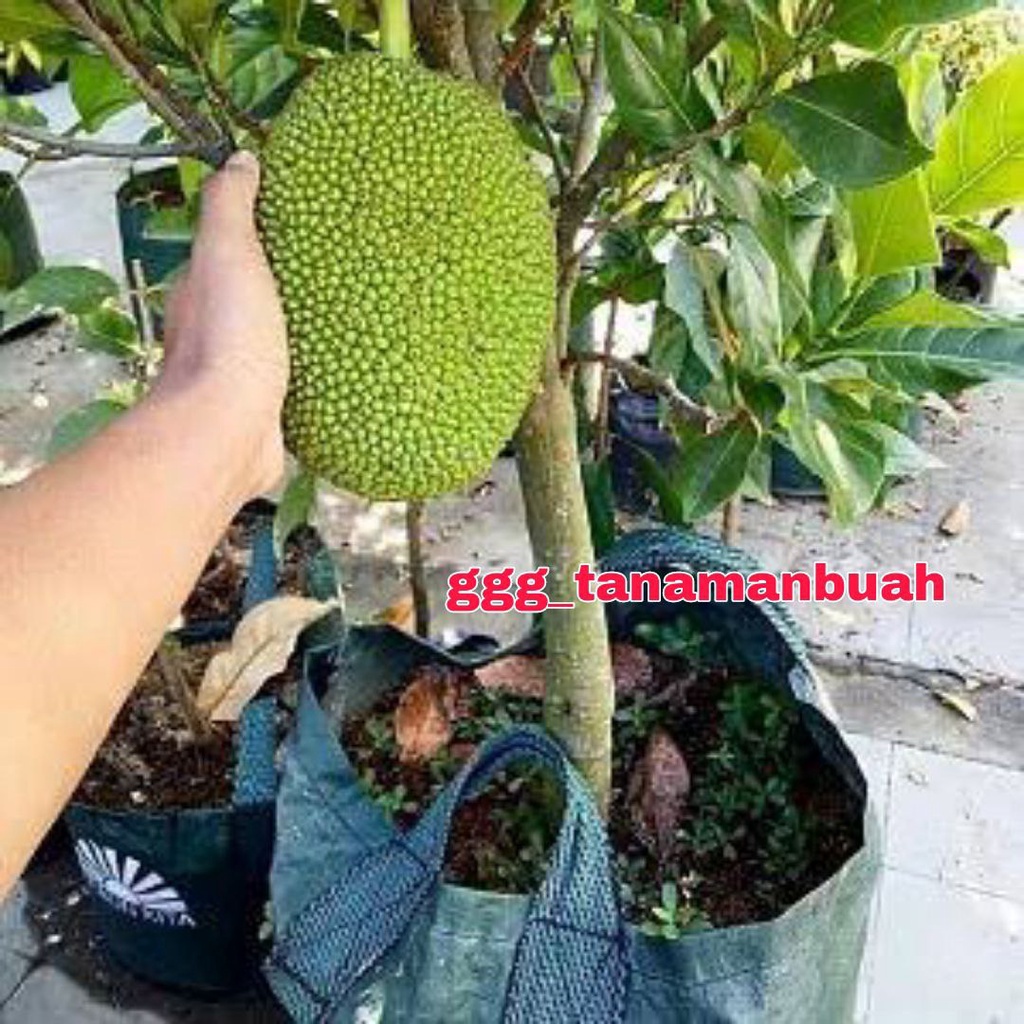 Bibit Nangka Bulat Jumbo