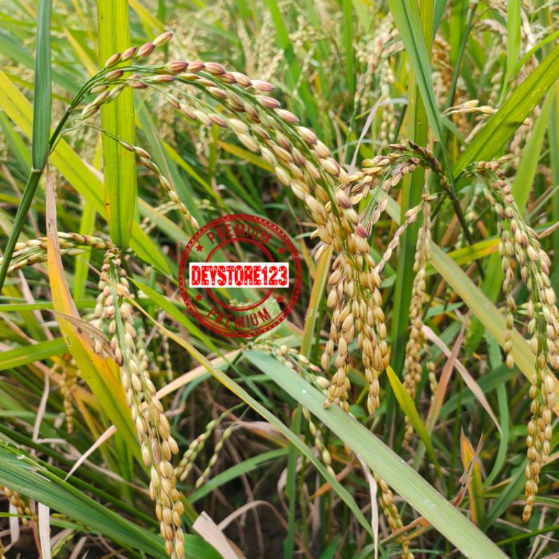 Benih Padi putih Padi sawah Jenis Walen Umur pendek Per bungkus