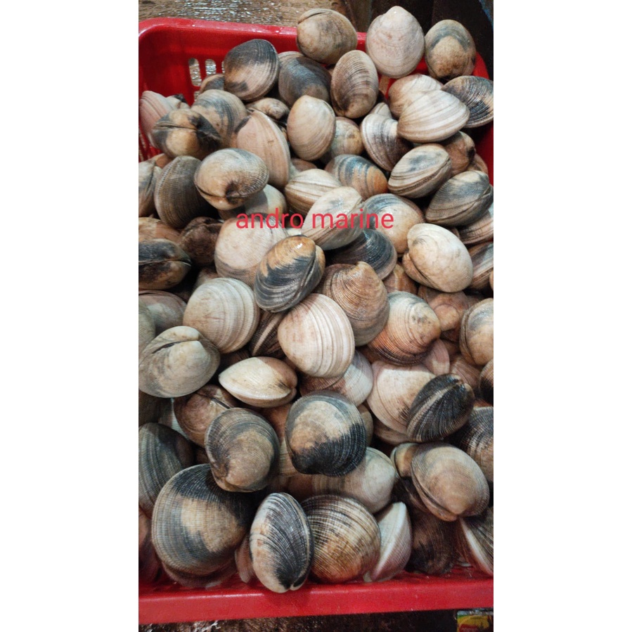 

Kerang Madu/beton/tok tok hidup @1000gr