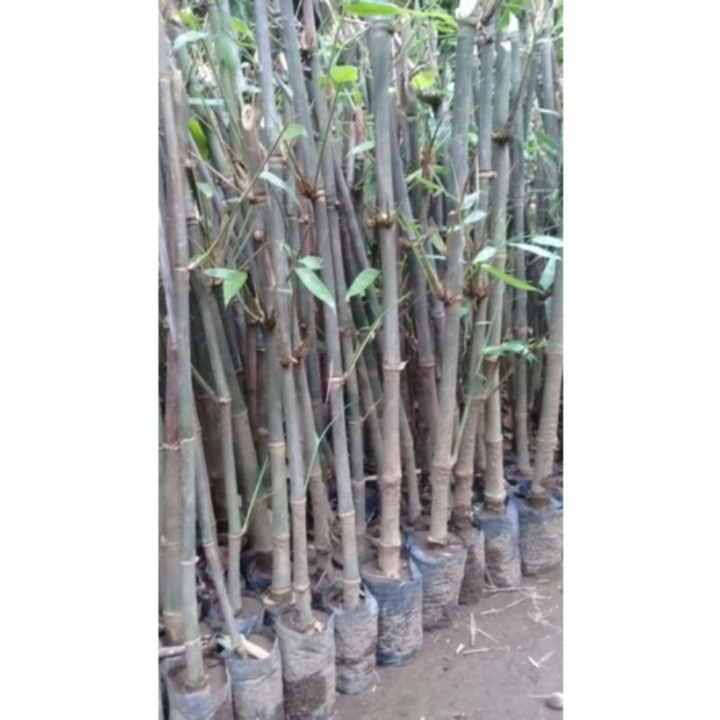 Bibit bambu petuk bambu petung penghasil rebung