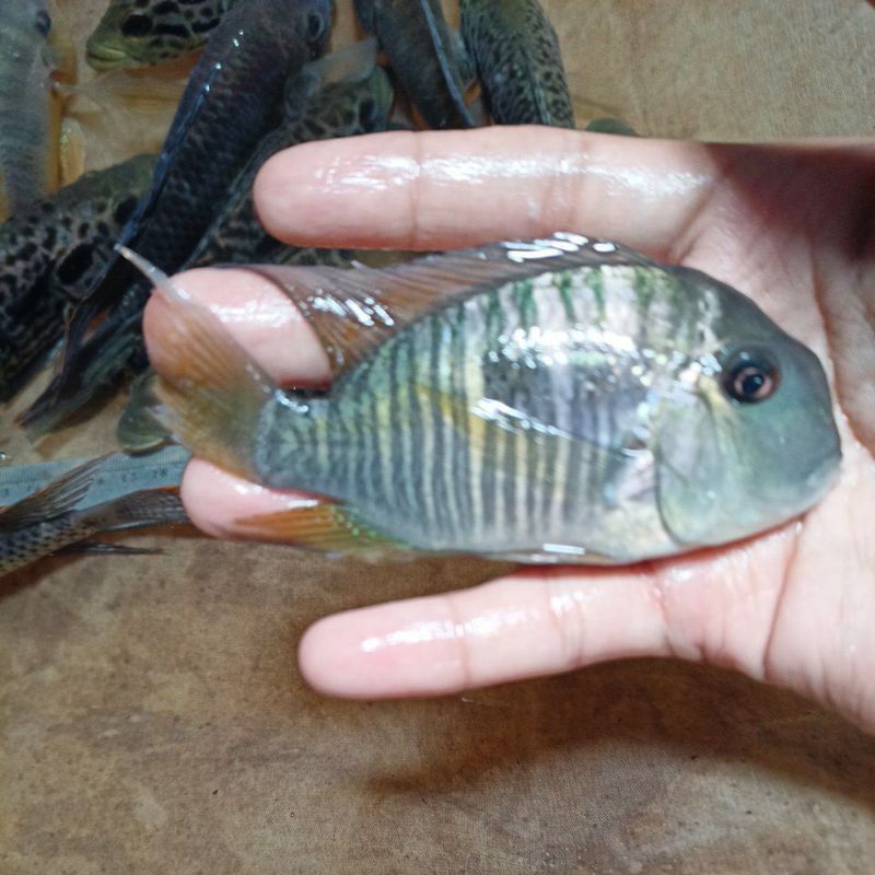 

ikan balzani chiclid