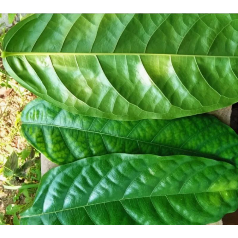 

Daun hantap segar (1kg)