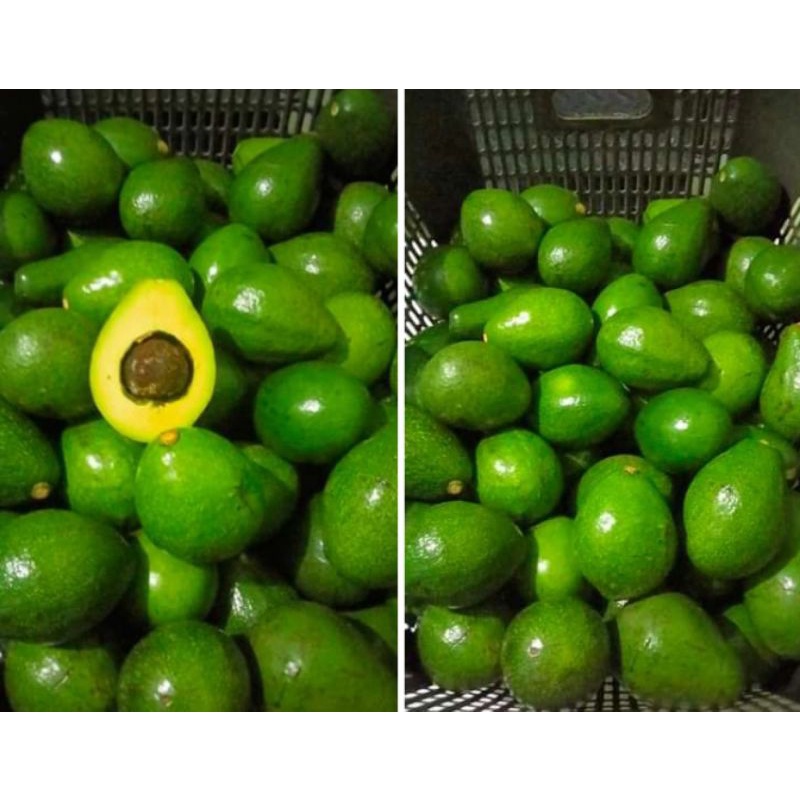

ALPUKET MENTEGA