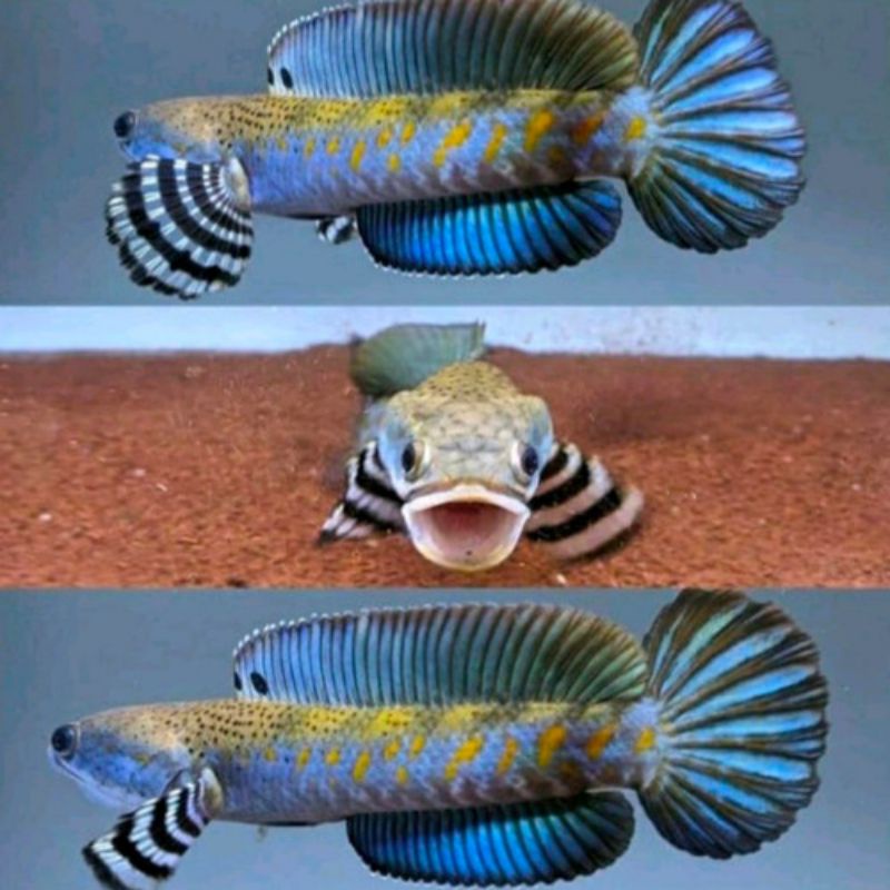 

chana blue pulcra 9 10 11 cm galak lurrrr