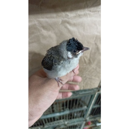 burung kutilang anak nyuapin