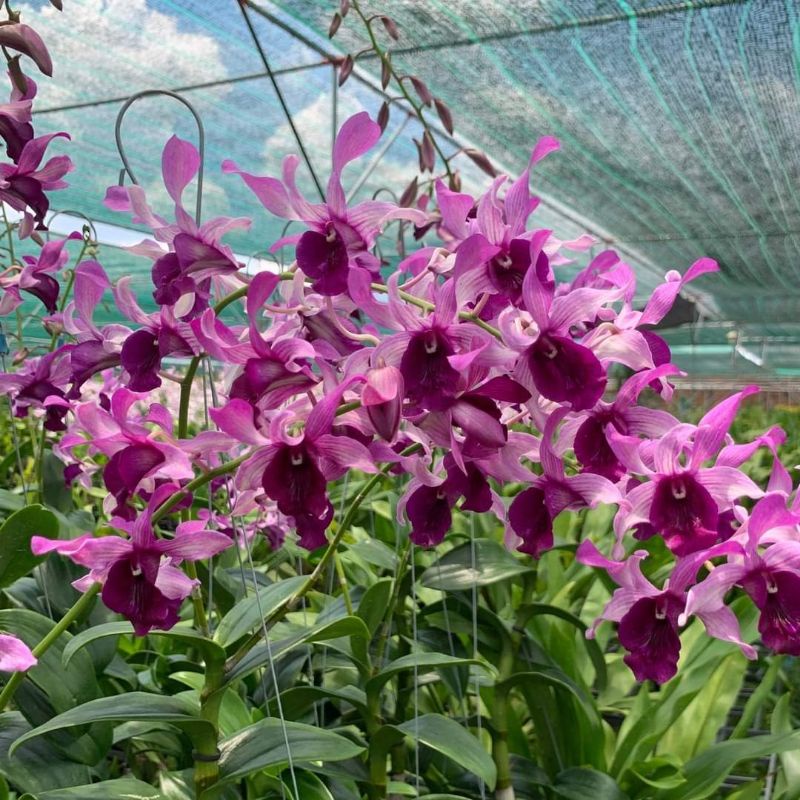 ANGGREK INARAYA RED, Tipe Bunga Lebat