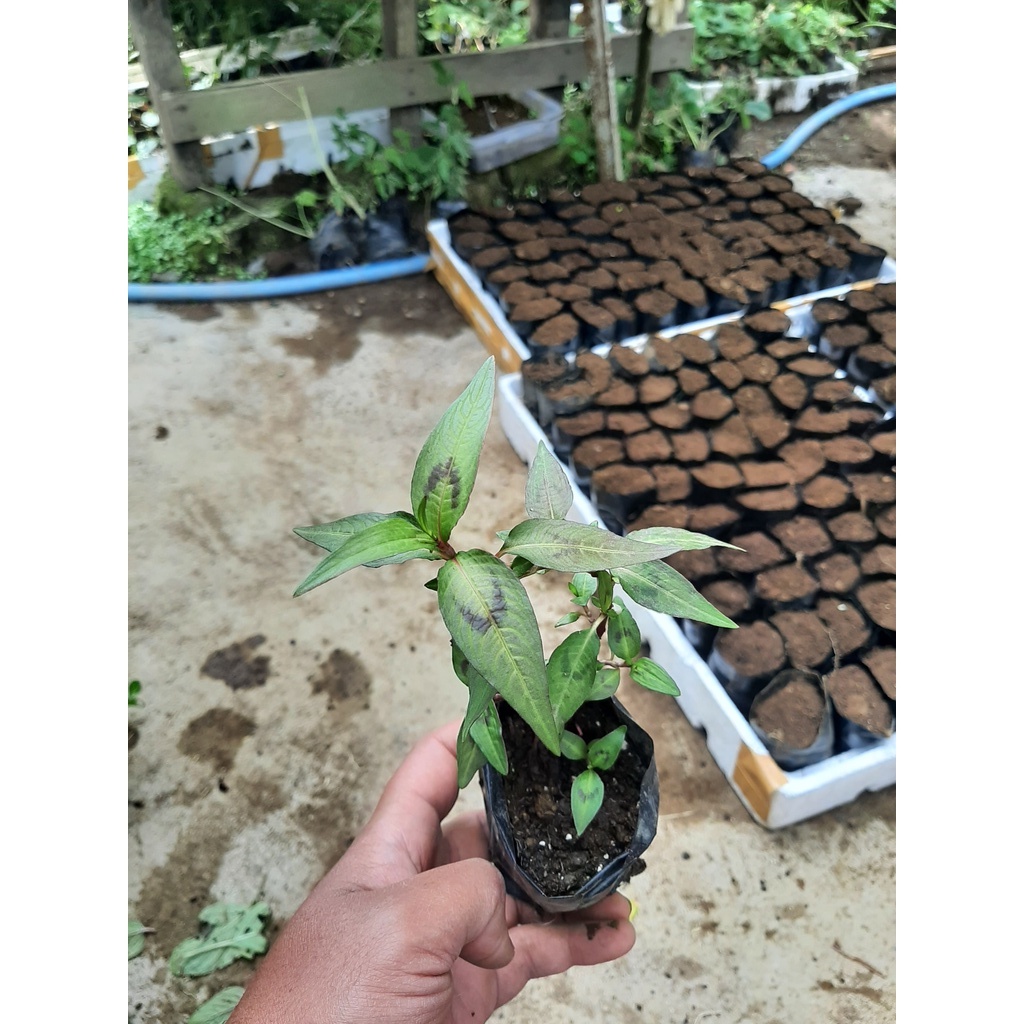 DAUN LAKSA, DAUN KESUM, VIETNAM MINT, BIBIT MINT, TANAMAN MINT, DAUN MINT