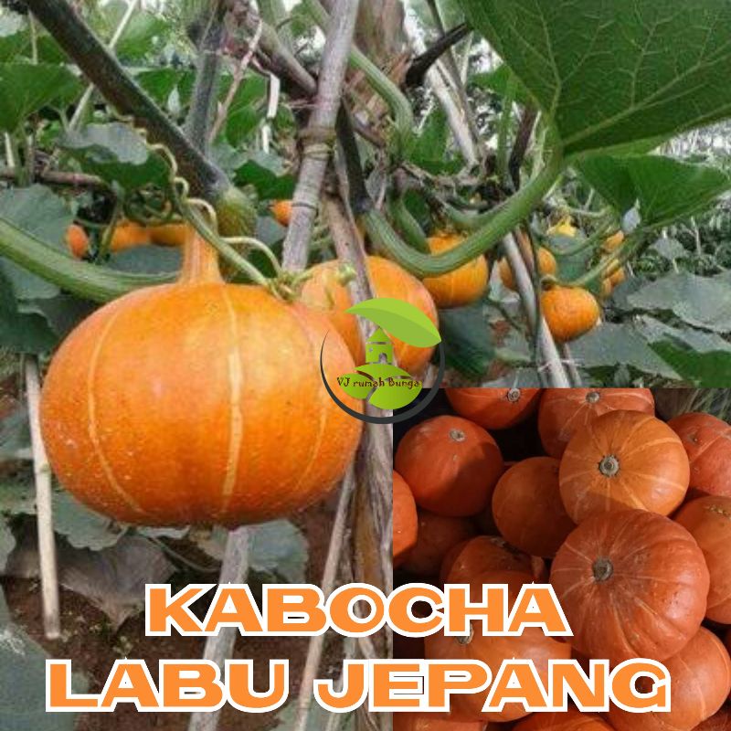 Benih bibit biji Labu kuning kabocha Labu Jepang