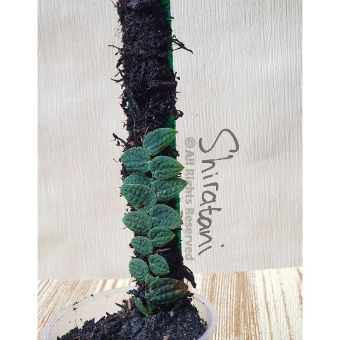 Piper Clypeatum | Terrarium | Vivarium | Paludarium | Jungle Plant