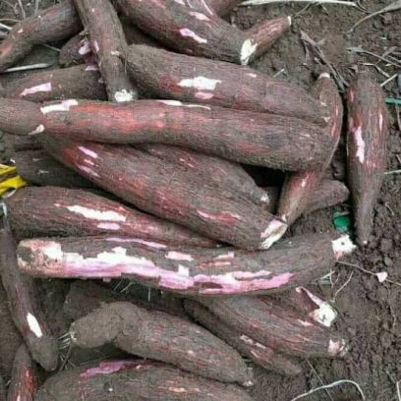 

Singkong mentah 1 kg/ 1000 gram