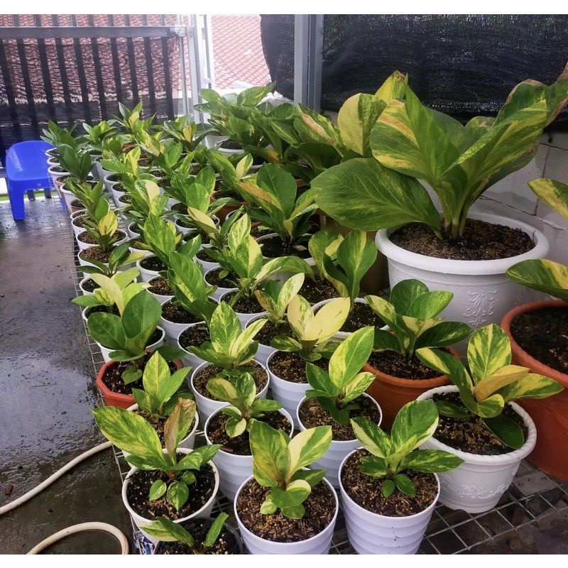 Bibit tanaman hias Anthurium jemani mangkok varigata termurah