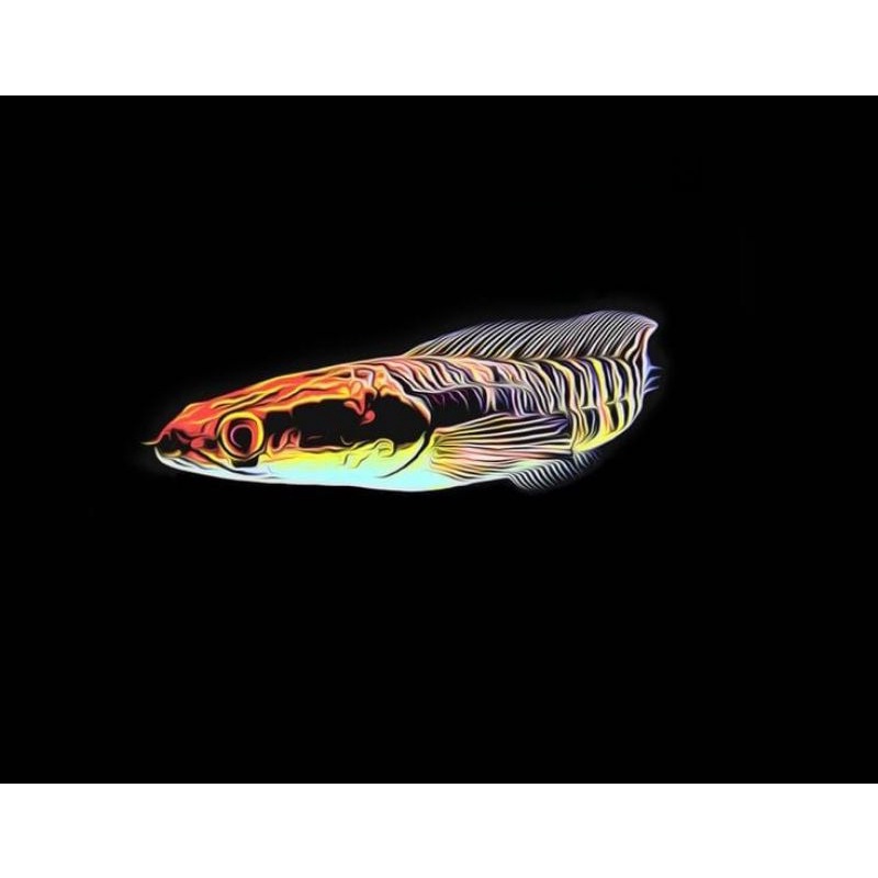 Ikan Hias Channa Maru Yellow Sentarum 7 - 19cm
