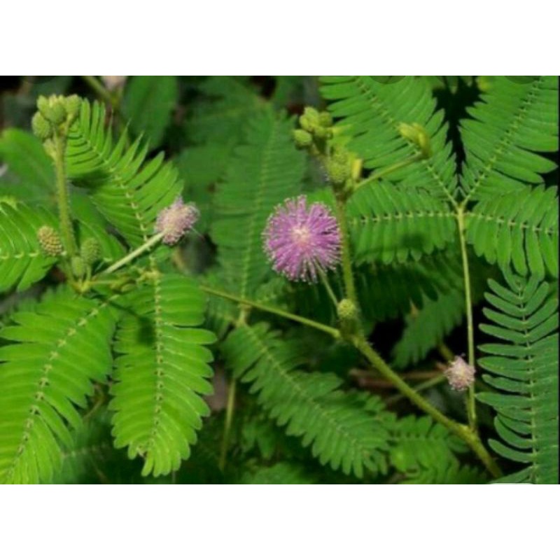 

Putri malu,jukut jukut riut bahan herbal