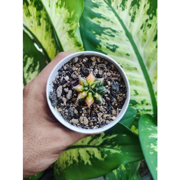 Kaktus Miha Variegata yellow