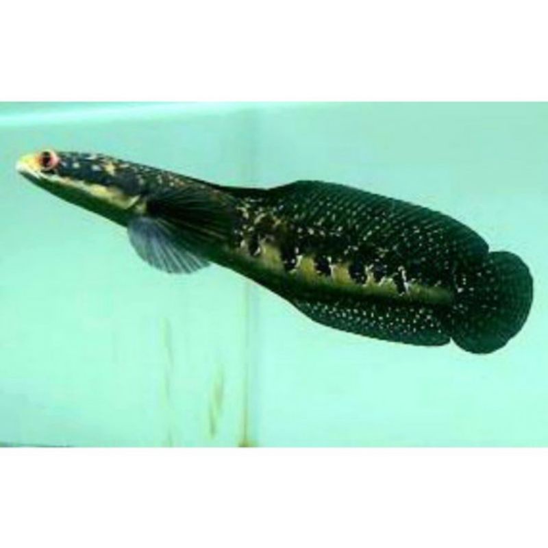 GREEN MARULIUS SERUYAN 8-9CM PER 5