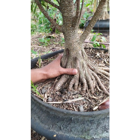 bonsai kimeng program akar besar