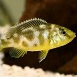 ikan hias venustus chiclid ikan hias cichlid venustus ikan hias aquascape ikan hias air tawar ikan h