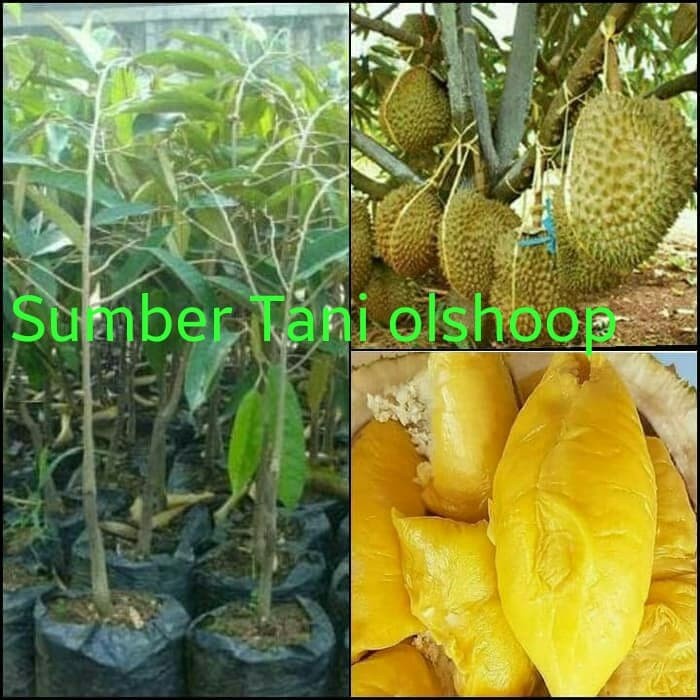Bibit Durian Montong Pohon Okulasi aa33