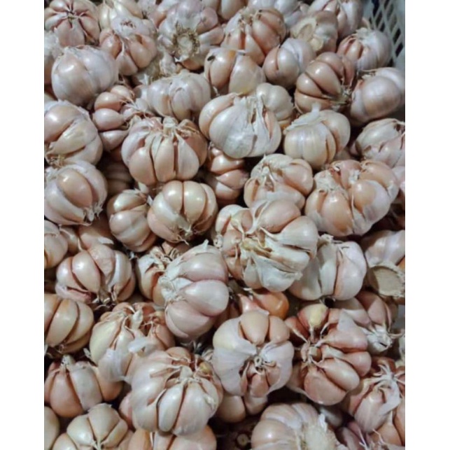 

Bawang Putih Biasa 250g