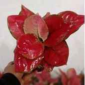 Aglaonema Red anjamani 6 daun+