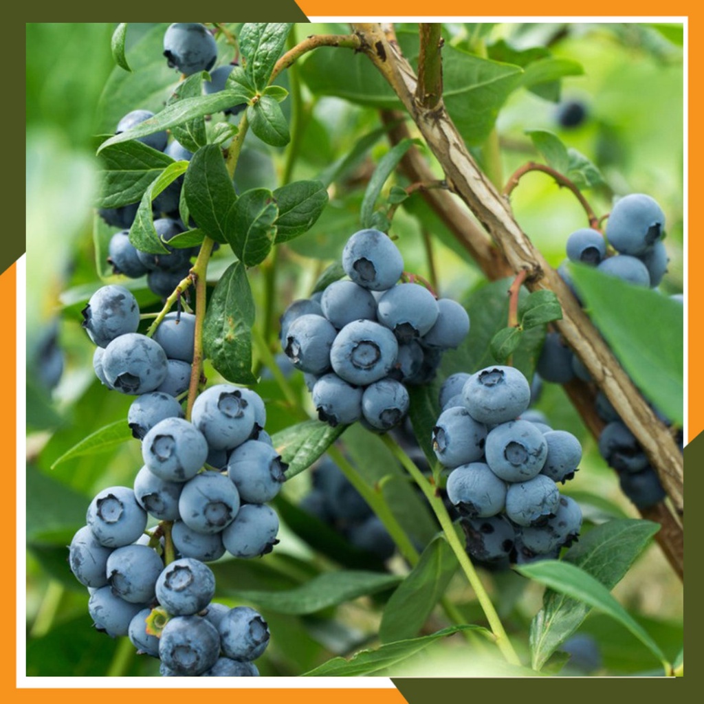 Benih Buah Blueberry Seribuan