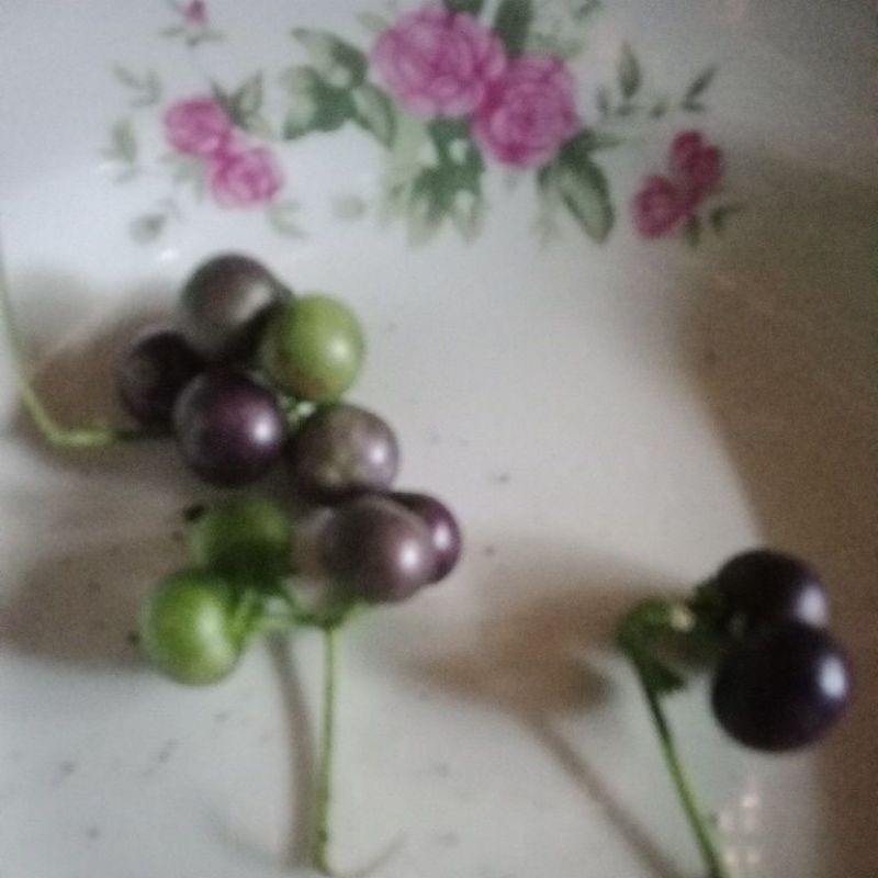 Benih leunca 20 seeds. Benih tanaman leunca