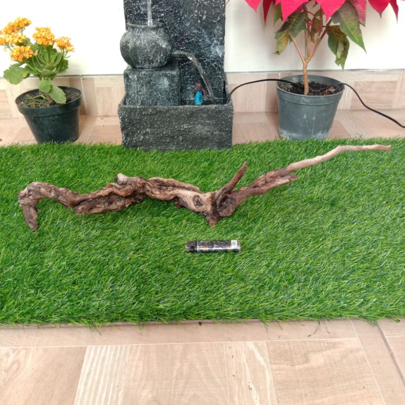 kayu santigi karang atau laut grade A142