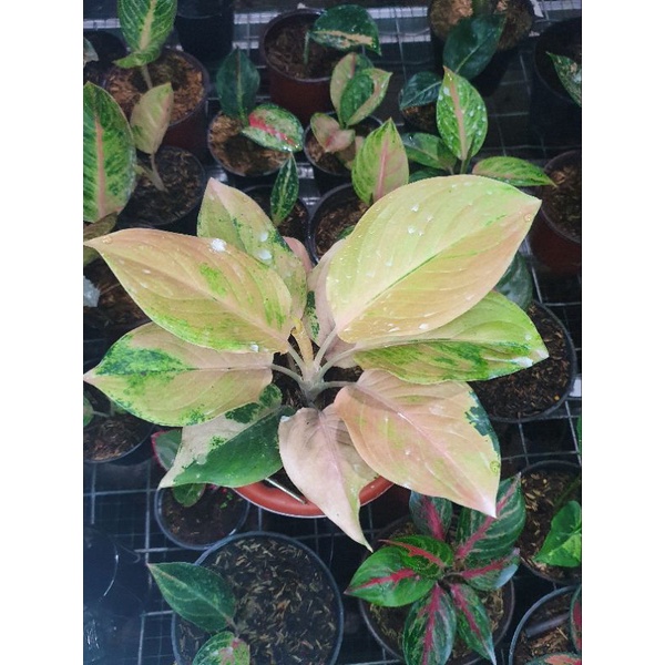 aglaonema golden love