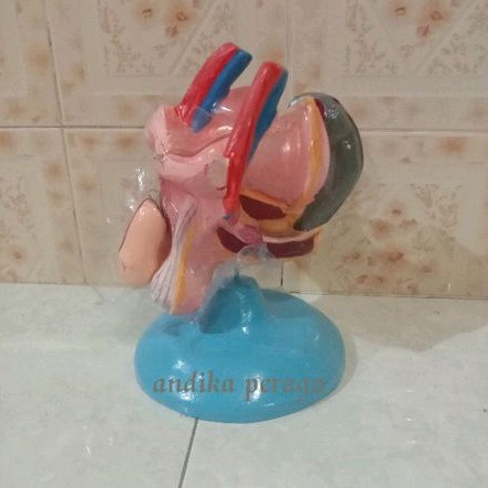 reproduksi laki laki model kelamin laki laki alat peraga pendidikan