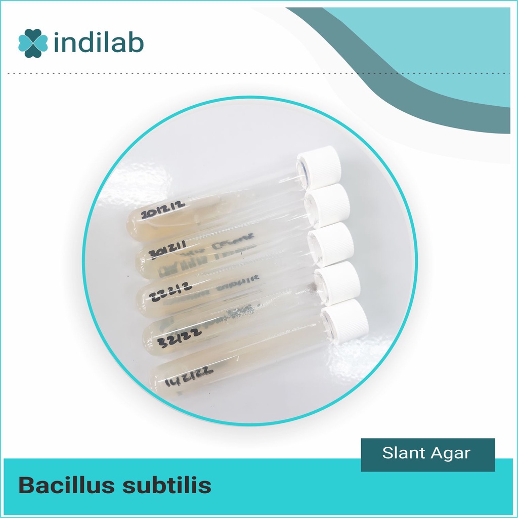 Kultur isolat murni bacillus subtilis ATCC