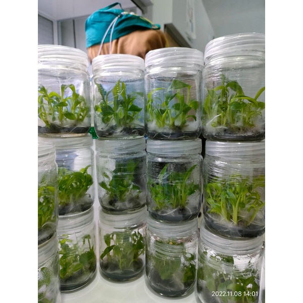 Multipikasi bibit Cavendish grand nian