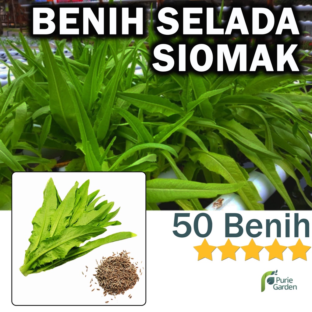 Benih Bibit Selada Wangi Siomak 50 Benih Dua Ribuan PG KDR