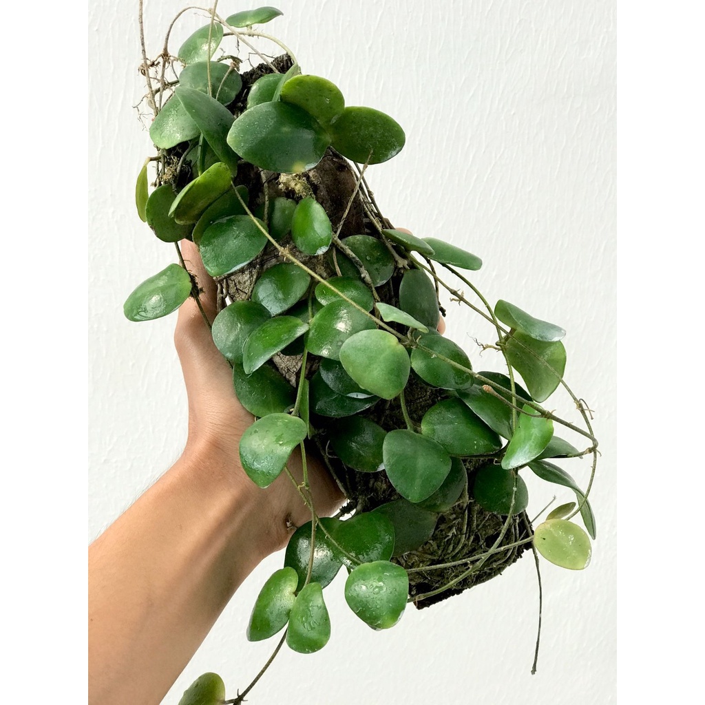 Hoya Sp Sulawesi