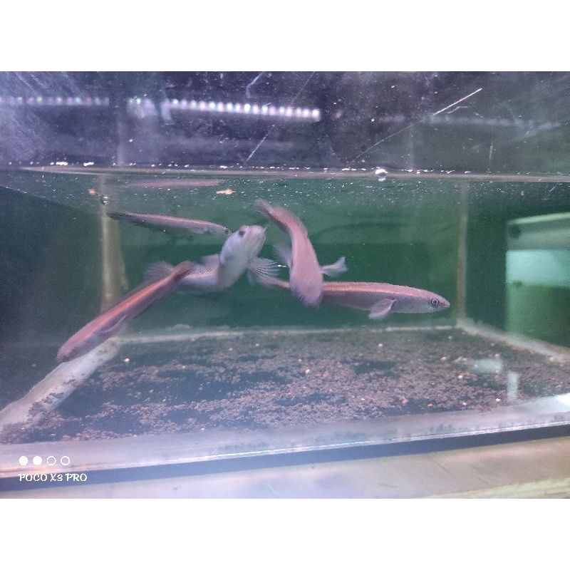 Maru RED SERUYAN -+9cm Grade A++