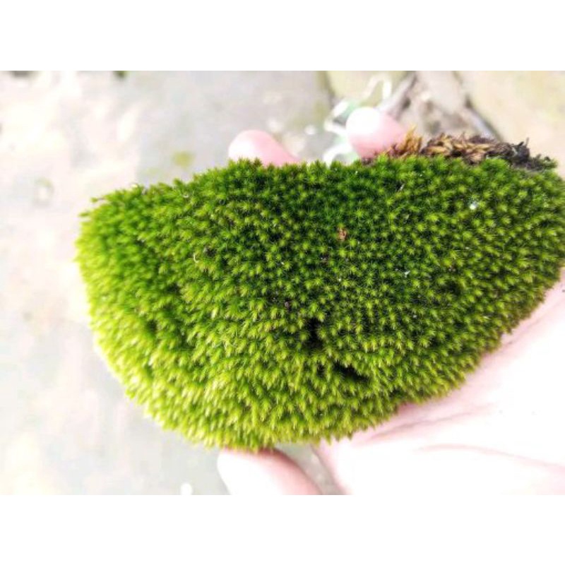 lumut hidup 1 kg atau lumut  bonsai atau lumut hias 1kg