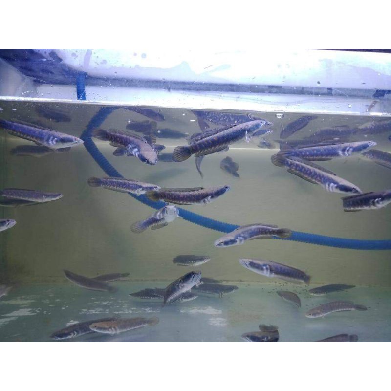 Channa blue pulcra 8-9cm dan 5-6cm