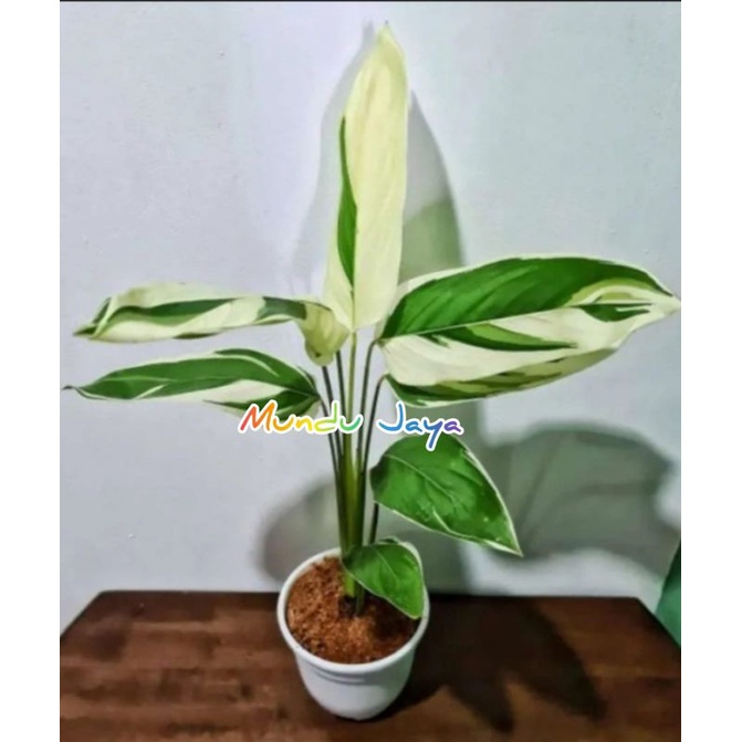 Tanaman Hias Garut Varigata/Maranta Arundinacea Varigata/kalathea