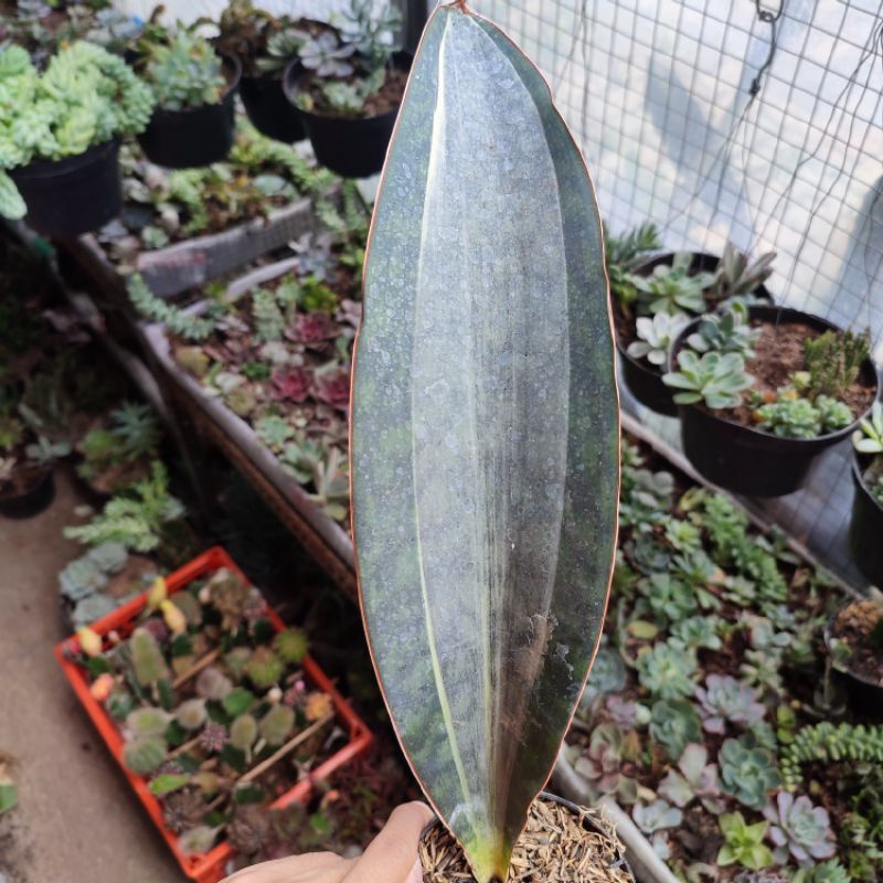 Sansevieria Mason Variegata Jumbo